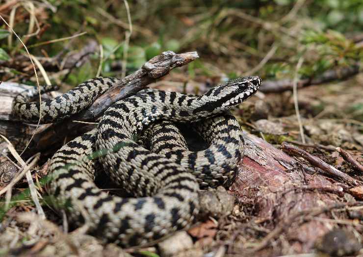 Vipera dei Walser