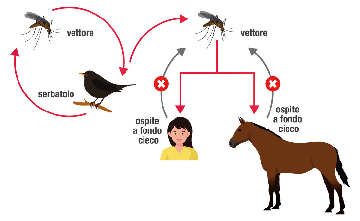 Ciclo infettivo della malattia Usutu virus