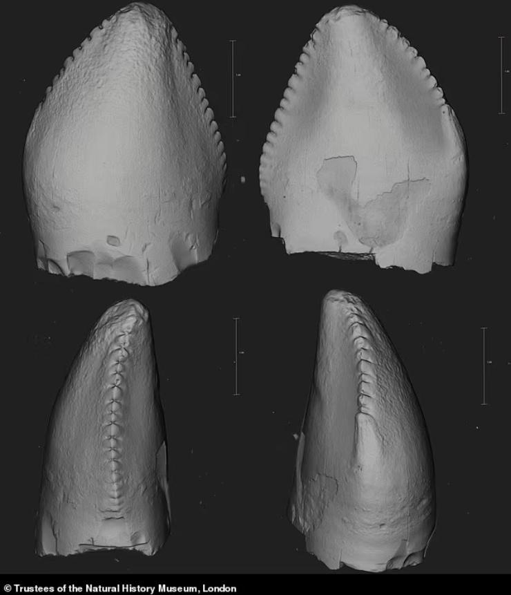 I denti di dinosauro trovati