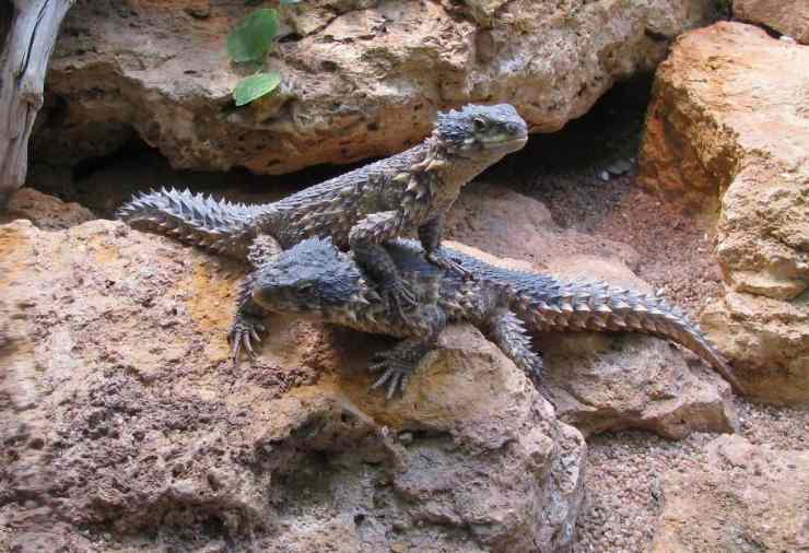 Il cordilio gigante è un vero e proprio cucciolo di drago