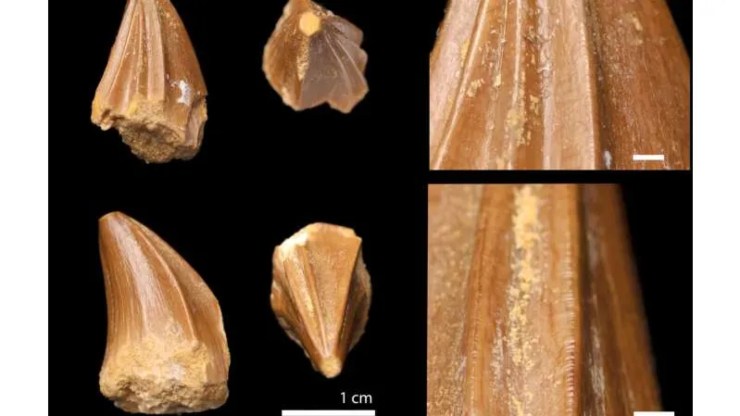 Il dente fossile di dinosauro