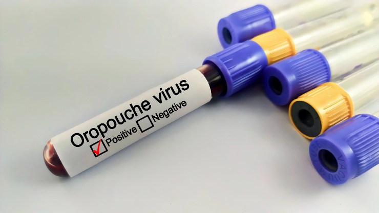 Campione positivo del virus Oropouche