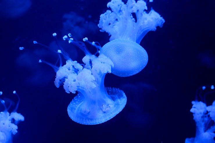 Delle meduse in acqua