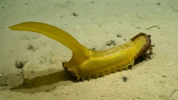 Un cetriolo di mare che ricorda la forma della banana