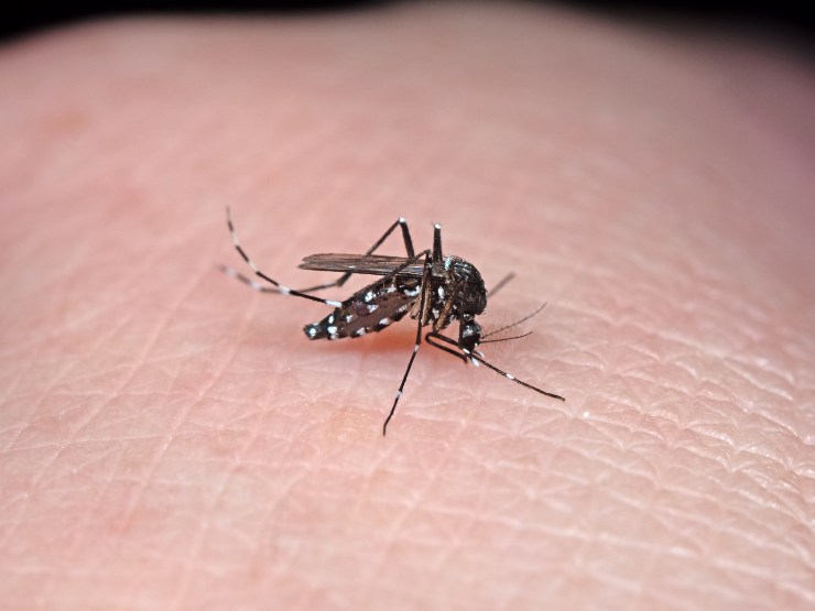 Zanzara Aedes Aegypti