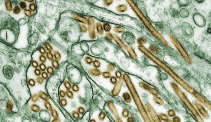 Virus dell'Aviaria H5N1 (Trend Sanità)