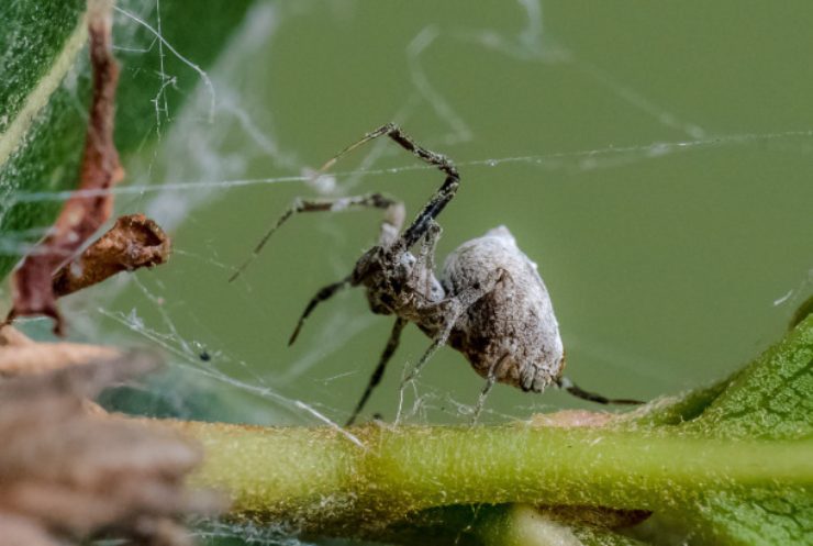 Ragno del genere Uloborus (Robert Whyte)