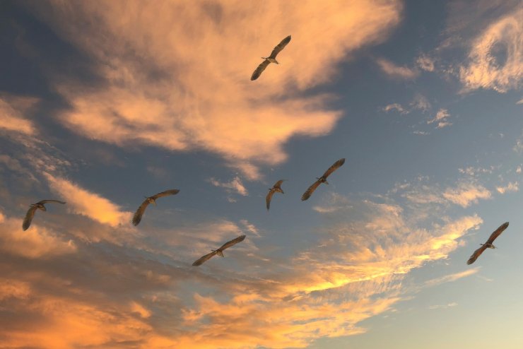 Uccelli migratori al tramonto 