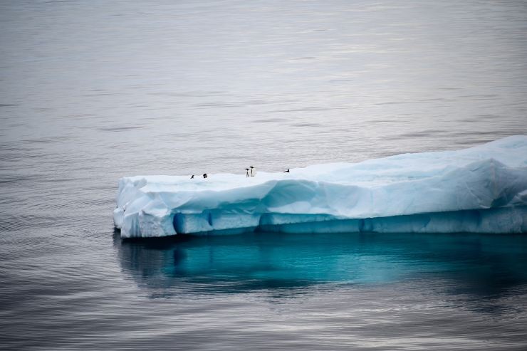 antartide pinguini imperatore 