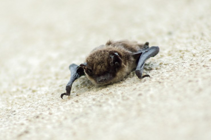 pipistrelli e mortalità infantile