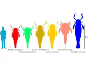 Comparazione tra uomo e scorpioni giganti (Meteored)