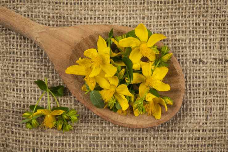 fiori della pianta di iperico per la depressione