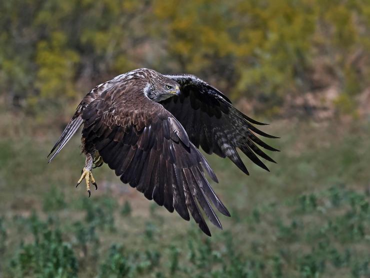 Aquila di Bonelli in volo (Depositphotos)