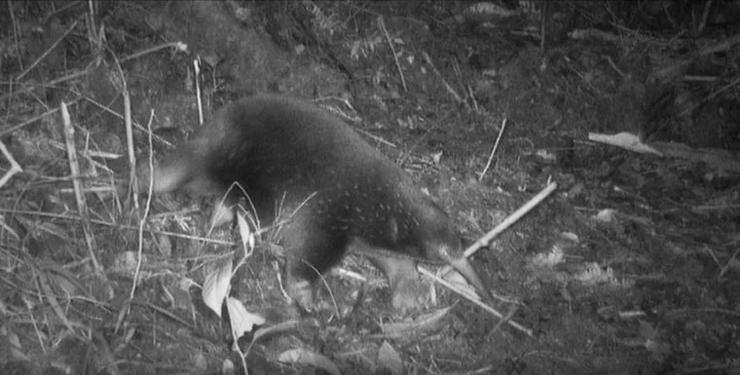 Echidna di Attenborough che cerca cibo