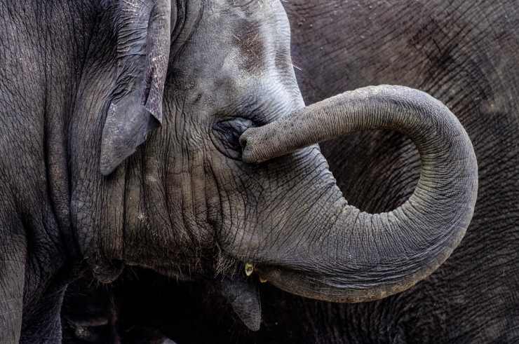 Elefante proboscide