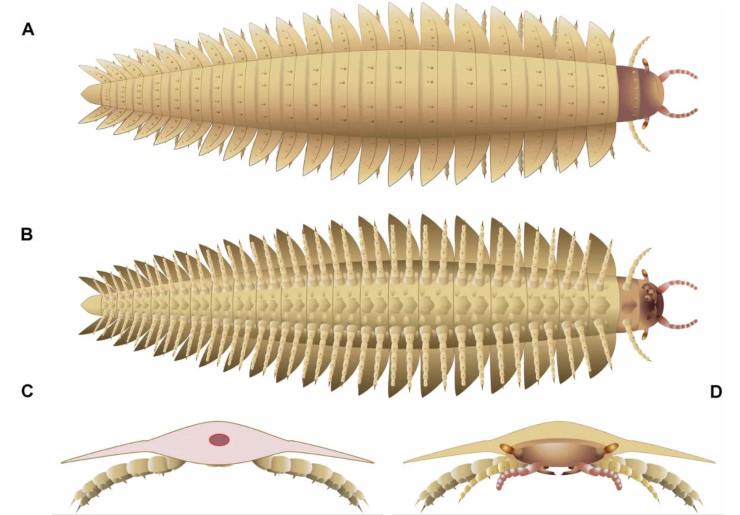 Illustrazione anatomica di Arthropleura (Lheritier et al, 2024)