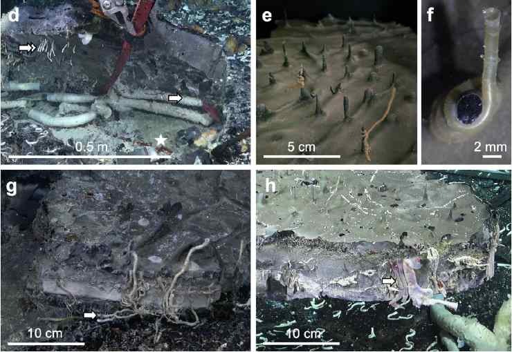 Immagini dei vermi e dei fondali (Bright et al., 2024)