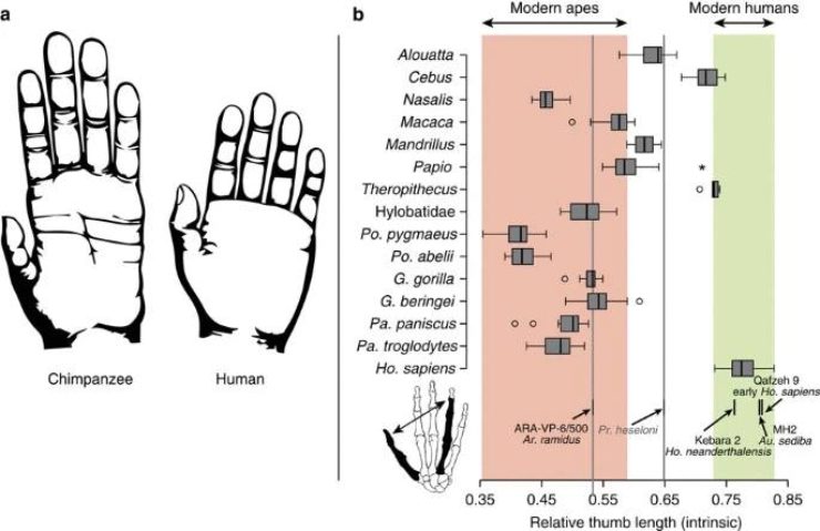 Variabilità della mano tra i primati (Almécija et al., 2015)