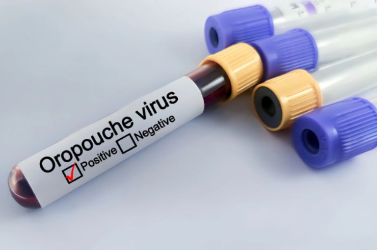 Virus Oropouche