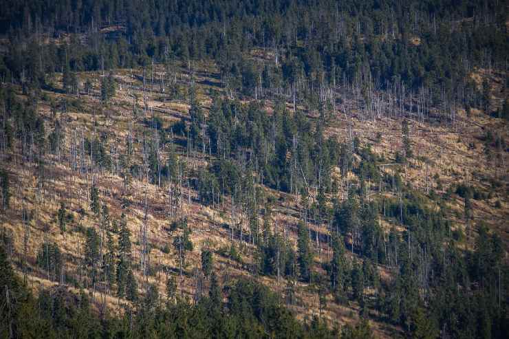 deforestazione