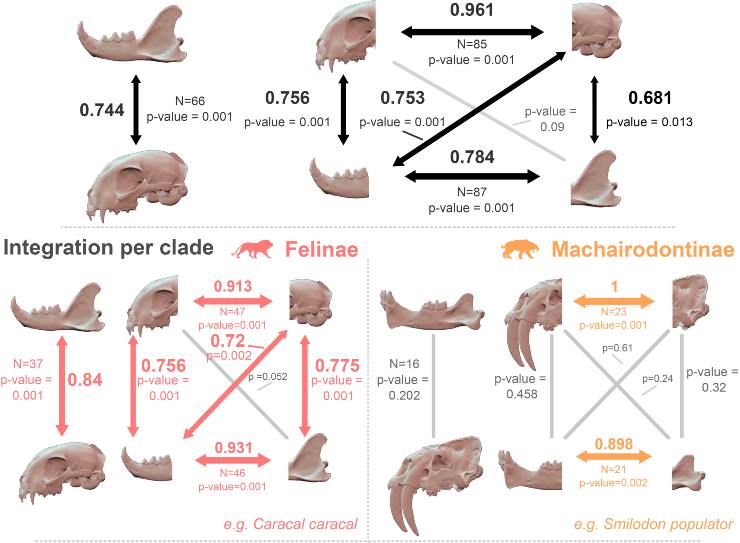 Alcuni crani relativi a questo studio (Chatar et al., 2024)