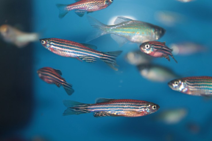 Alcuni zebrafish in un acquario (Depositphotos)