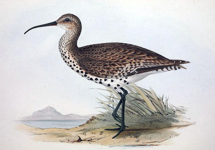 Il chiurlottello (Wikimedia Commons - Elizabeth Gould & Edward Lear foto)