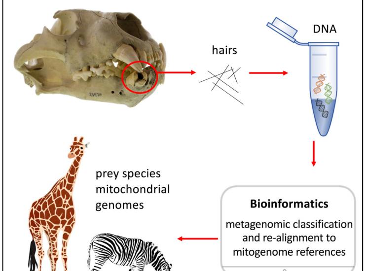 Illustrazione semplificata della metodologia di studio (Flamingh et al., 2024)