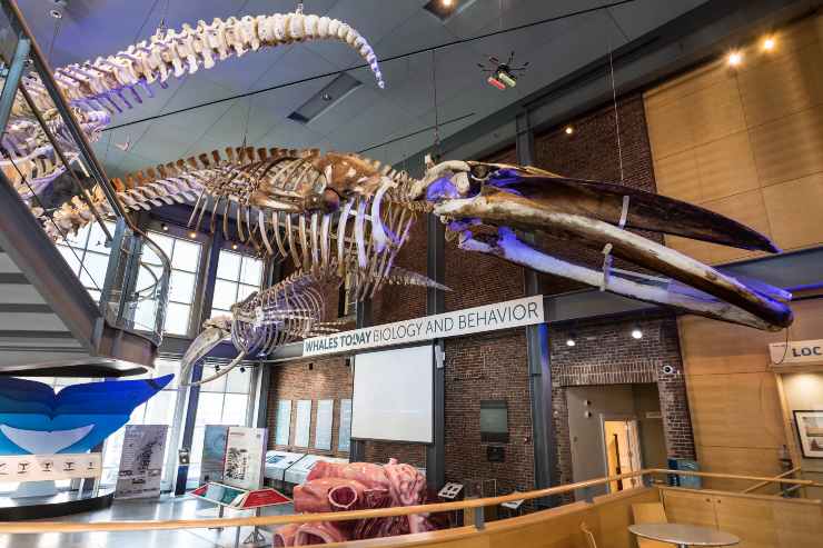 Una diversa visuale scheletro (New Bedford Whaling museum)