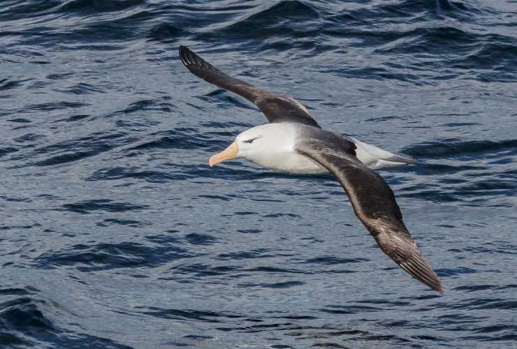 Albatro di Laysan mamma sessantesima volta