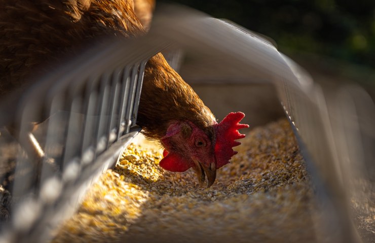 Gallina che becca mangime