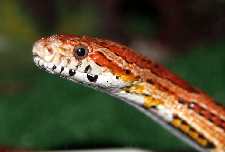 Serpente