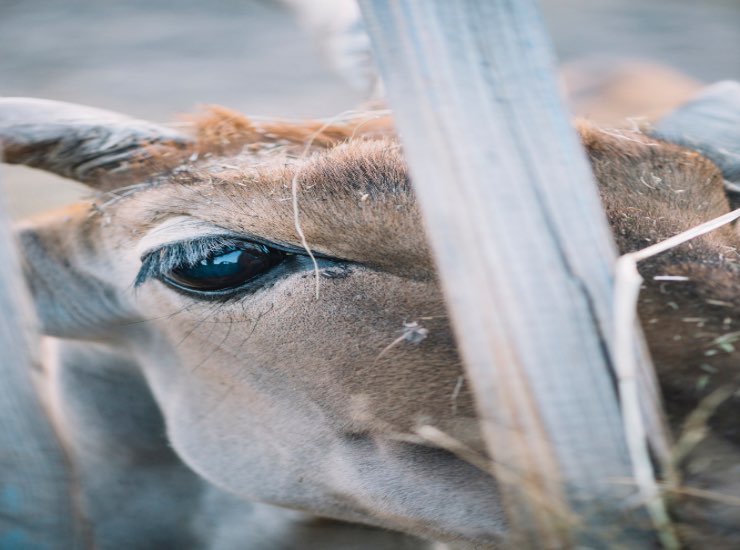 Il primo caso di transumanesimo, negli animali