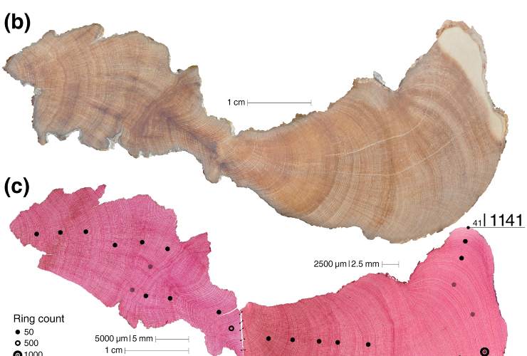 Illustrazione degli anelli di accrescimento (Carrer et al., 2025)