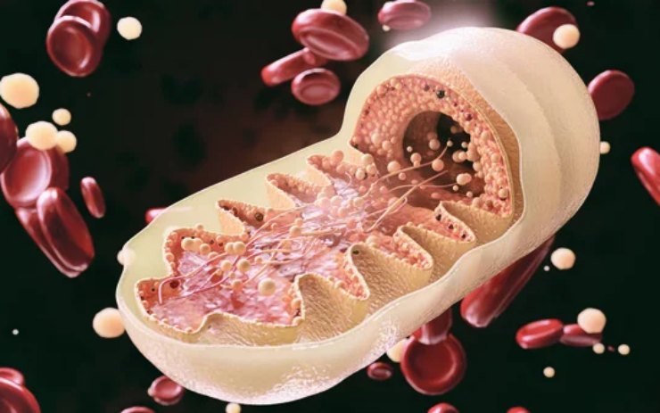 Illustrazione di un mitocondrio (Depositphotos)