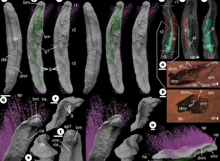 Immagine illustrativa di Punk ferox, con le sue componenti anatomiche (Sutton et al., 2025)