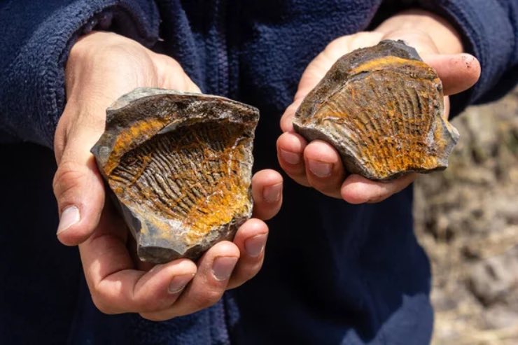 Appassionati di fossili