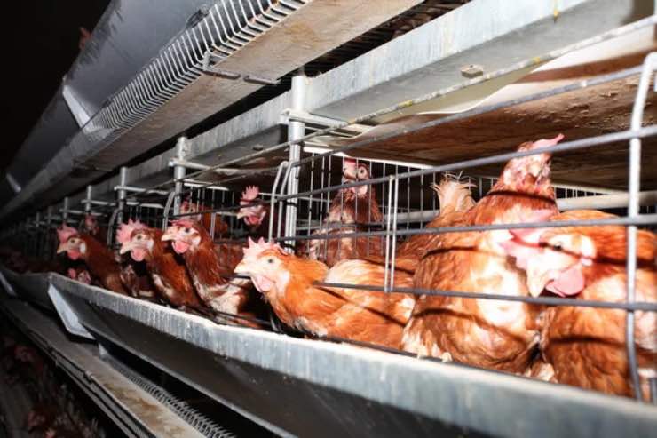 Aviaria rischio pandemia virus h5n1 infettato persone