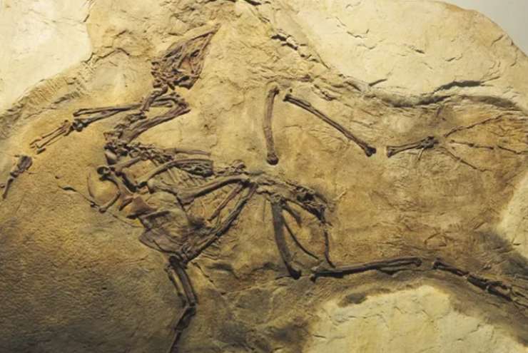 Fossile di dinosauro (Depositphotos foto)