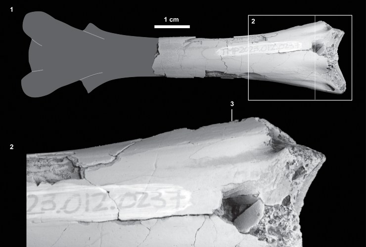 Illustrazione del foro lasciato dal dente (Brown et al., 2025 FOTO) - www.sciencecue.it