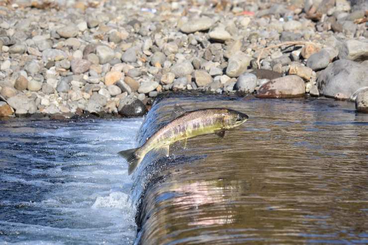 Illustrazione di un salmone mentre nuota in un fiume (Pixabay FOTO) - www.sciencecue.it