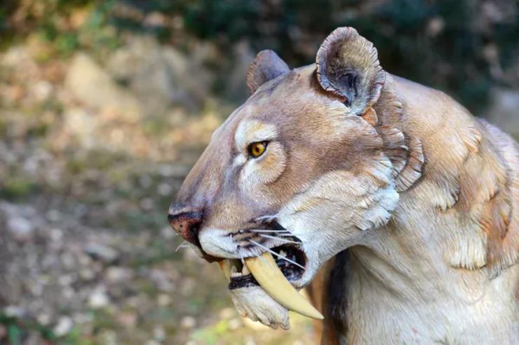 La ricostruzione di una tigre dai denti a sciabola (Depositphotos FOTO) - www.sciencecue.it