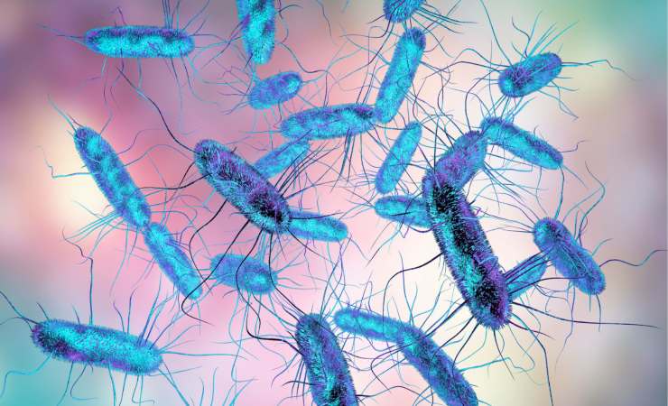 salmonella in dettaglio al microscopio