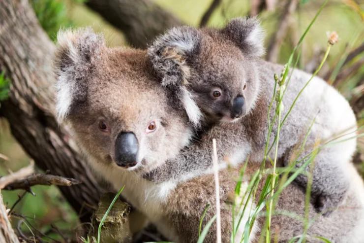 Mamma Koala