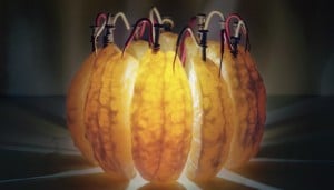 Mandarini Luminescenti, Luce dalla frutta