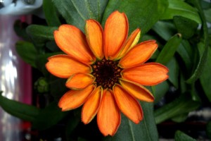 Zinnia on ISS