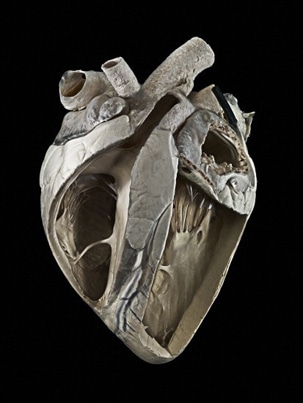 Cuore di un bovino adulto