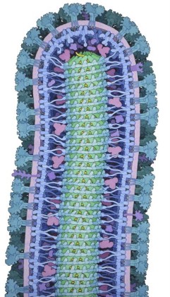 Virus Ebola