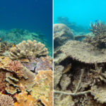 Barriera Corallina Australia