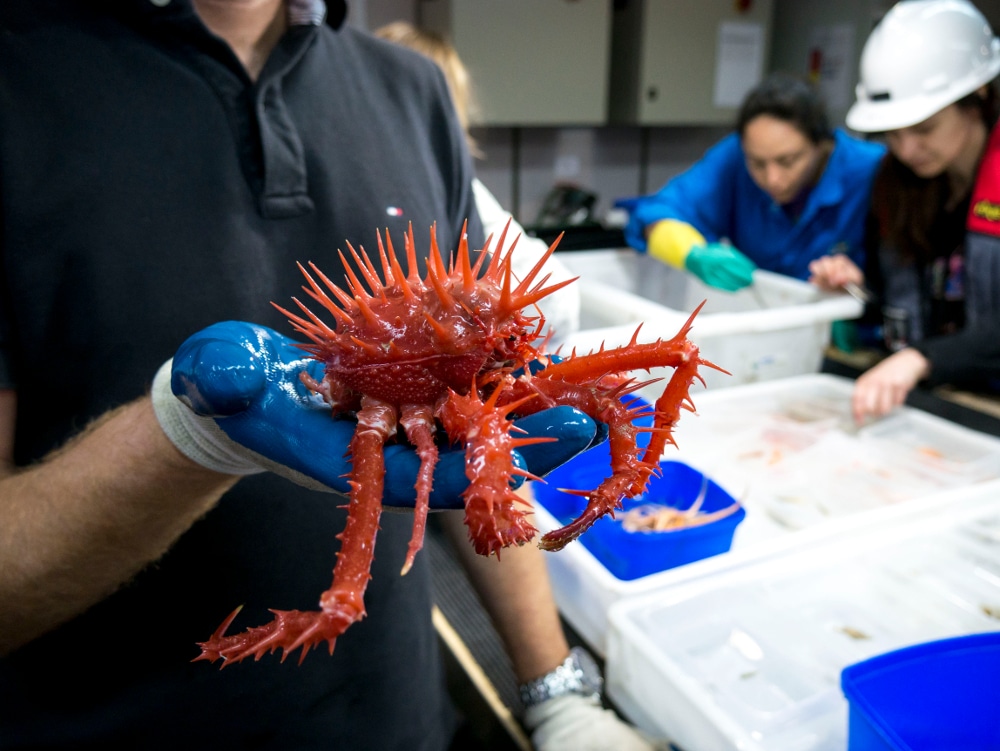 Red spiny crab